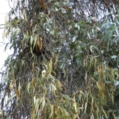 Amyema miquelii (Box Mistletoe) at Emu Creek - 6 Mar 2022 by JohnGiacon