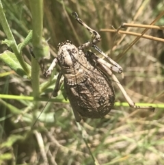 Acripeza reticulata (Mountain Katydid) at Cooleman, NSW - 12 Mar 2022 by Tapirlord