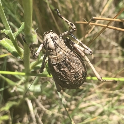 Acripeza reticulata (Mountain Katydid) at Cooleman, NSW - 12 Mar 2022 by Tapirlord