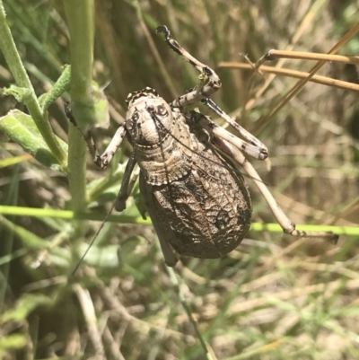 Acripeza reticulata (Mountain Katydid) at Kosciuszko National Park - 12 Mar 2022 by Tapirlord