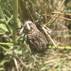 Acripeza reticulata at Cooleman, NSW - 12 Mar 2022 01:35 PM