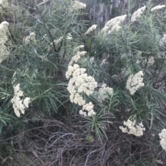 Cassinia longifolia (Shiny Cassinia, Cauliflower Bush) at Cooleman, NSW - 12 Mar 2022 by Tapirlord