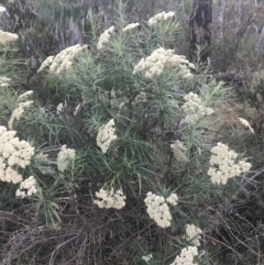 Cassinia longifolia at Cooleman, NSW - 12 Mar 2022
