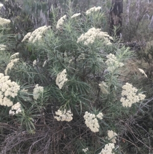 Cassinia longifolia at Cooleman, NSW - 12 Mar 2022 12:54 PM