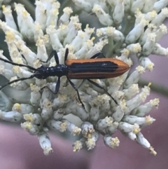 Stenoderus suturalis (Stinking Longhorn) at Tantangara, NSW - 12 Mar 2022 by Tapirlord