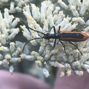 Stenoderus suturalis at Tantangara, NSW - 12 Mar 2022