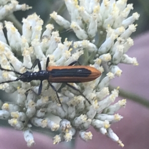 Stenoderus suturalis at Tantangara, NSW - 12 Mar 2022