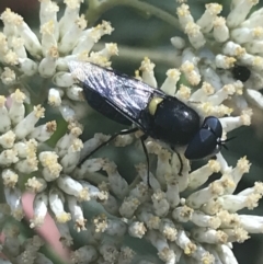 Odontomyia hunteri (Soldier fly) at Cooleman, NSW - 12 Mar 2022 by Tapirlord