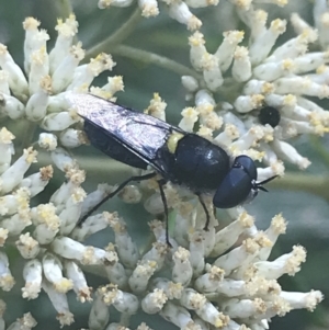 Odontomyia hunteri at Cooleman, NSW - 12 Mar 2022