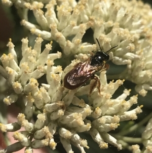 Exoneura sp. (genus) at Tantangara, NSW - 12 Mar 2022