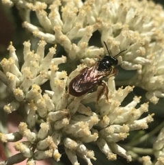 Exoneura sp. (genus) (A reed bee) at Tantangara, NSW - 12 Mar 2022 by Tapirlord