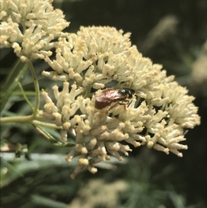 Exoneura sp. (genus) at Tantangara, NSW - 12 Mar 2022