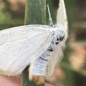 Trichiocercus sparshalli at Tantangara, NSW - 12 Mar 2022