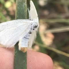 Trichiocercus sparshalli at Tantangara, NSW - 12 Mar 2022