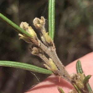 Hovea asperifolia subsp. asperifolia at Tantangara, NSW - 12 Mar 2022