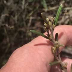 Hovea asperifolia subsp. asperifolia at Tantangara, NSW - 12 Mar 2022