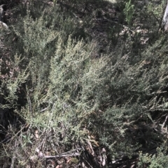 Hovea asperifolia subsp. asperifolia at Tantangara, NSW - 12 Mar 2022