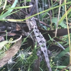 Rankinia diemensis (Mountain Dragon) at Cooleman, NSW - 12 Mar 2022 by Tapirlord