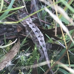 Rankinia diemensis at Cooleman, NSW - 12 Mar 2022