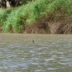 Podiceps cristatus (Great Crested Grebe) at Brewarrina, NSW - 13 Mar 2022 by MB