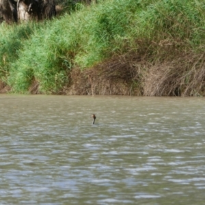 Podiceps cristatus at Brewarrina, NSW - 13 Mar 2022