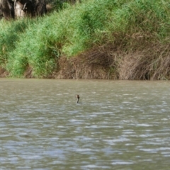 Podiceps cristatus (Great Crested Grebe) at Brewarrina, NSW - 12 Mar 2022 by MB