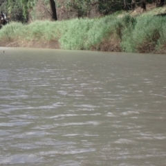 Podiceps cristatus at Brewarrina, NSW - 13 Mar 2022 09:26 AM