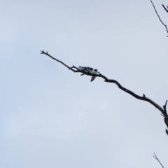 Artamus leucorynchus (White-breasted Woodswallow) at Brewarrina, NSW - 13 Mar 2022 by MB