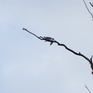 Artamus leucorynchus at Brewarrina, NSW - 13 Mar 2022 08:31 AM