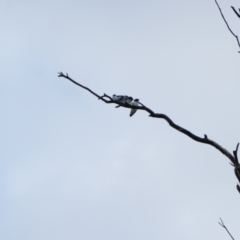 Artamus leucorynchus (White-breasted Woodswallow) at Brewarrina, NSW - 12 Mar 2022 by MB
