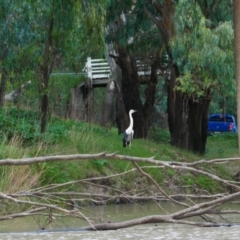 Ardea pacifica (White-necked Heron) at Brewarrina, NSW - 13 Mar 2022 by MB