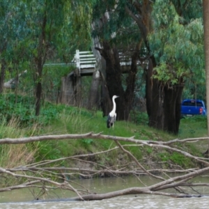 Ardea pacifica at Brewarrina, NSW - 13 Mar 2022