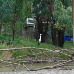 Ardea pacifica (White-necked Heron) at Brewarrina, NSW - 12 Mar 2022 by MB