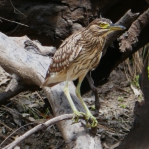 Nycticorax caledonicus at Walgett, NSW - 6 Mar 2022