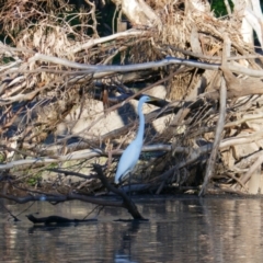 Ardea alba (Great Egret) at Brewarrina, NSW - 11 Mar 2022 by MB