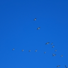 Pelecanus conspicillatus (Australian Pelican) at Brewarrina, NSW - 11 Mar 2022 by MB