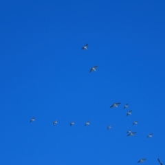 Pelecanus conspicillatus (Australian Pelican) at Brewarrina, NSW - 11 Mar 2022 by MB