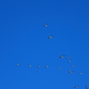 Pelecanus conspicillatus at Brewarrina, NSW - 11 Mar 2022