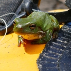 Litoria caerulea (Green Tree Frog) at Narran Lake, NSW - 10 Mar 2022 by MB