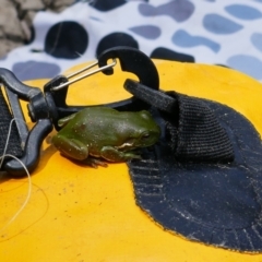 Litoria caerulea at Narran Lake, NSW - 10 Mar 2022