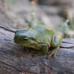 Litoria caerulea at Narran Lake, NSW - 10 Mar 2022