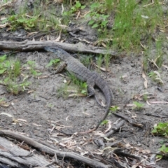 Varanus varius (Lace Monitor) at Narran Lake, NSW - 10 Mar 2022 by MB