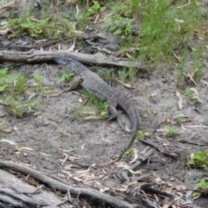 Varanus varius at Narran Lake, NSW - suppressed