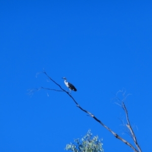 Ardea pacifica at Narran Lake, NSW - 10 Mar 2022 09:26 AM