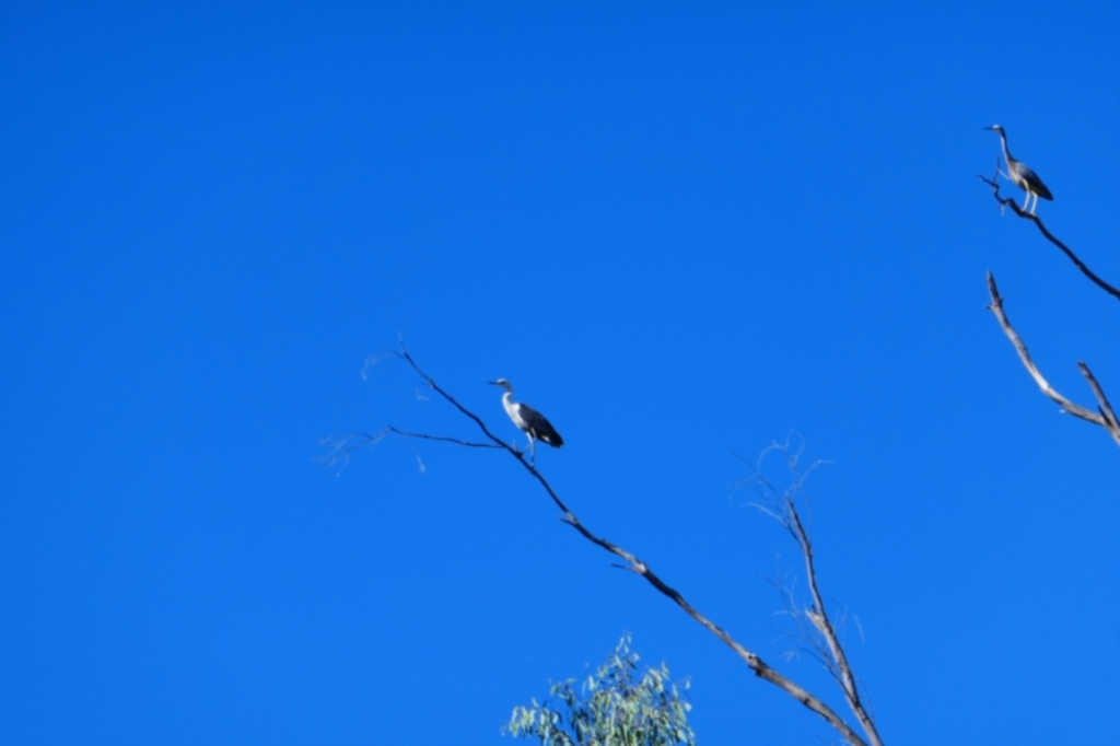 Ardea pacifica at Narran Lake, NSW - 10 Mar 2022