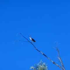 Egretta novaehollandiae (White-faced Heron) at Narran Lake, NSW - 9 Mar 2022 by MB