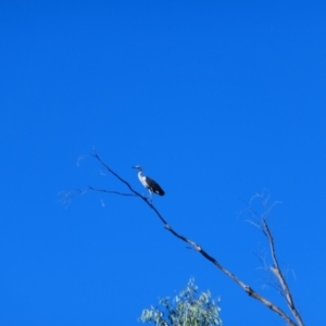 Egretta novaehollandiae at Narran Lake, NSW - 10 Mar 2022