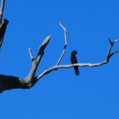 Calyptorhynchus banksii (Red-tailed Black-cockatoo) at Narran Lake, NSW - 10 Mar 2022 by MB