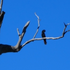Calyptorhynchus banksii (Red-tailed Black-cockatoo) at Narran Lake, NSW - 9 Mar 2022 by MB