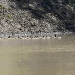 Chenonetta jubata (Australian Wood Duck) at Narran Lake, NSW - 10 Mar 2022 by MB